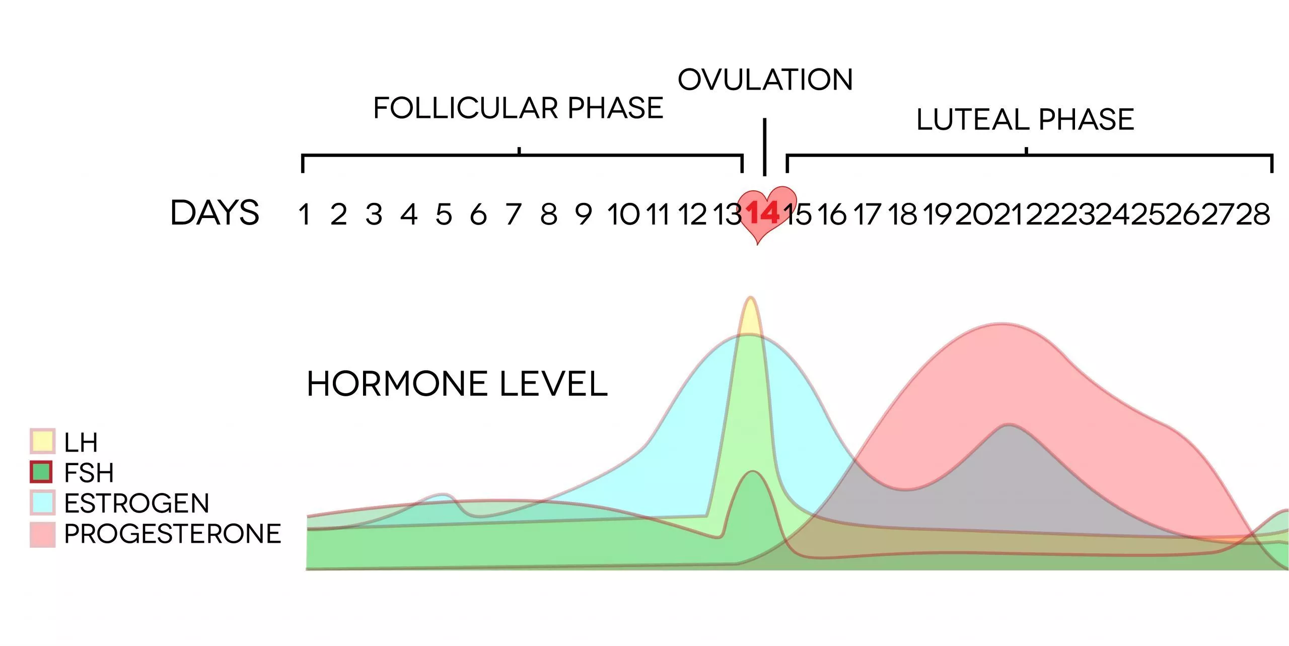 What is the luteal phase of the menstrual cycle?