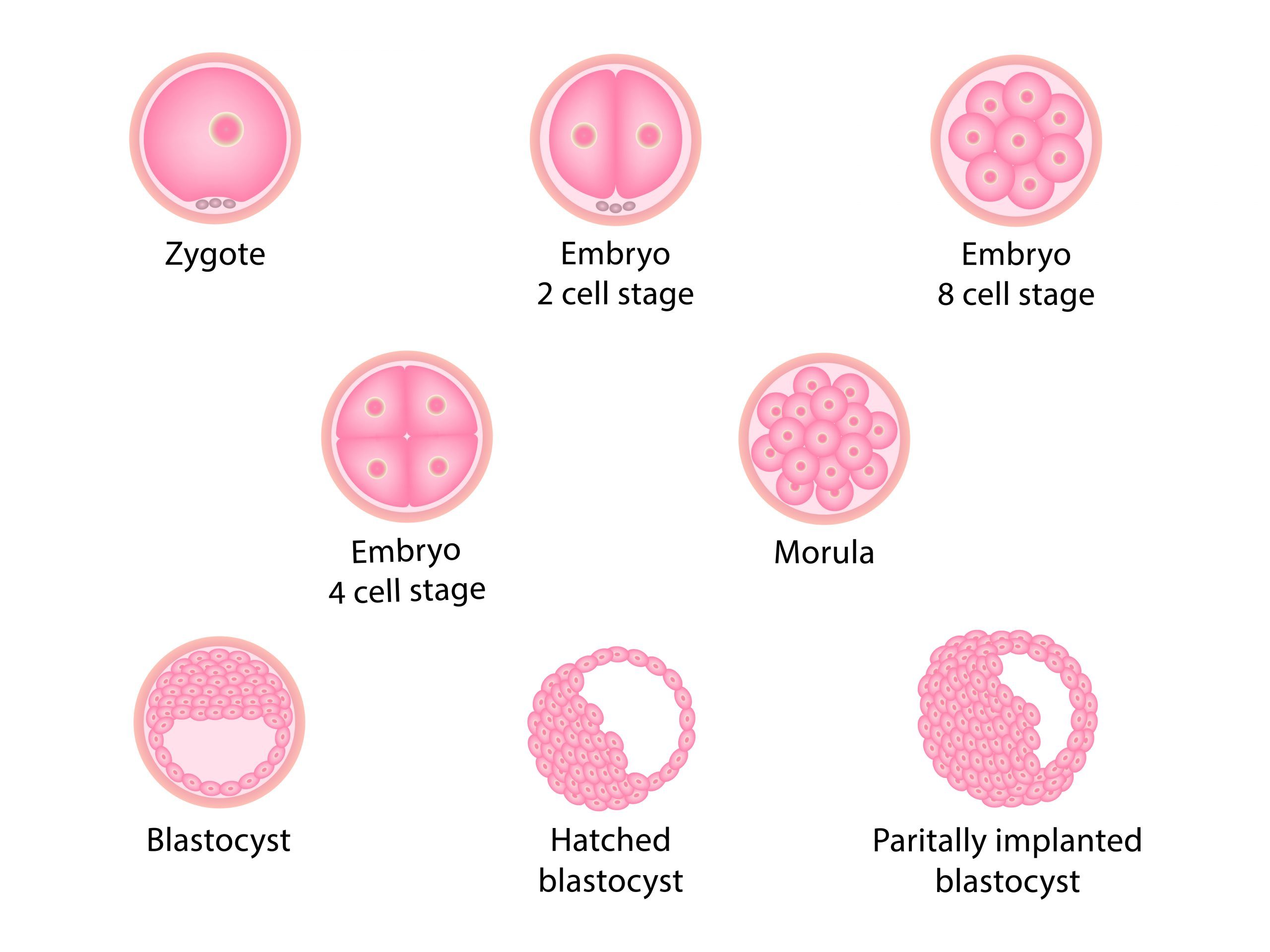 embryo definition