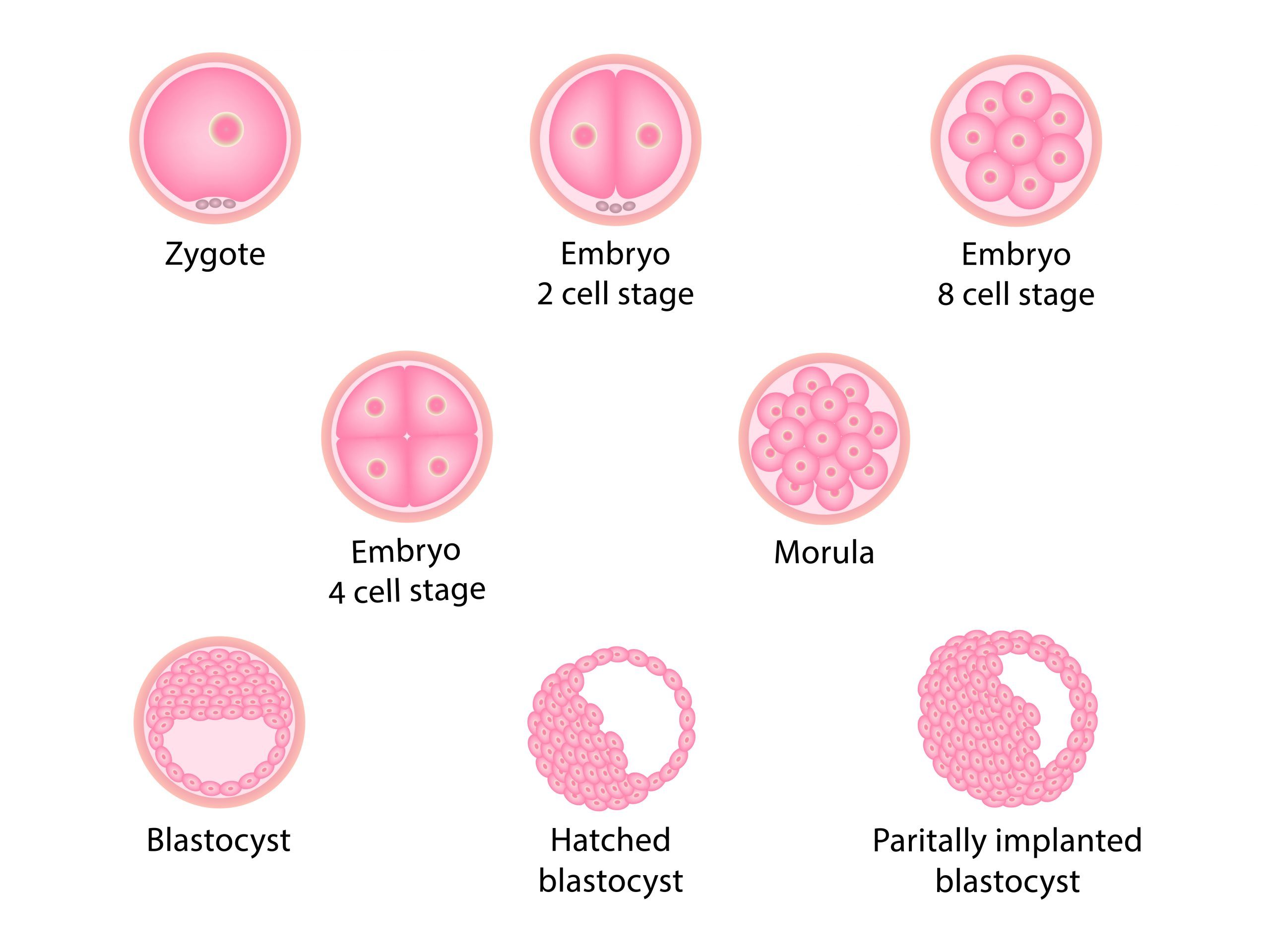 Quality Egg Embryo Meaning New Hope Fertility Center